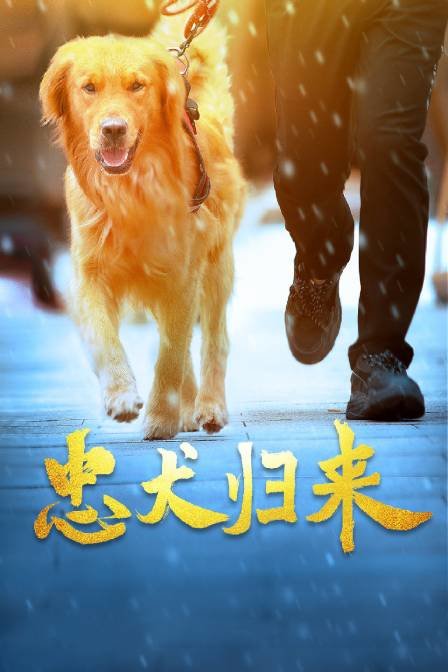 忠犬归来海报